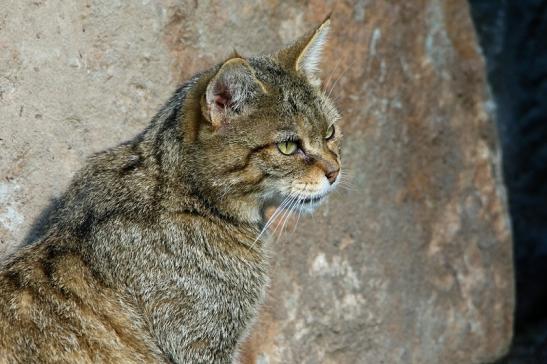 Europäische Wildkatze - Felis silvestris silvestris Wildpark Alte Fasanerie Klein Auheim 2015