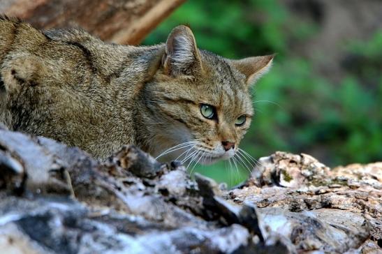 Europäische Wildkatze - Felis silvestris silvestris Wildpark Alte Fasanerie Klein Auheim 2015