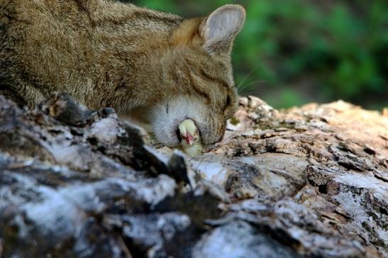 Europäische Wildkatze - Felis silvestris silvestris Wildpark Alte Fasanerie Klein Auheim 2015