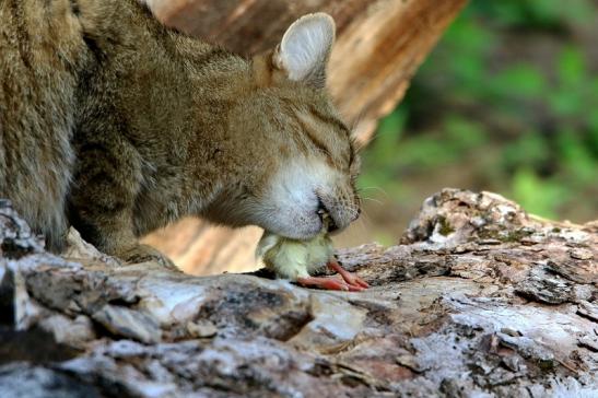 Europäische Wildkatze - Felis silvestris silvestris Wildpark Alte Fasanerie Klein Auheim 2015