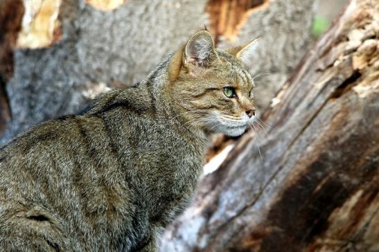 Europäische Wildkatze - Felis silvestris silvestris Wildpark Alte Fasanerie Klein Auheim 2015