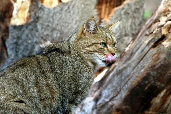 Europäische Wildkatze - Felis silvestris silvestris Wildpark Alte Fasanerie Klein Auheim 2015