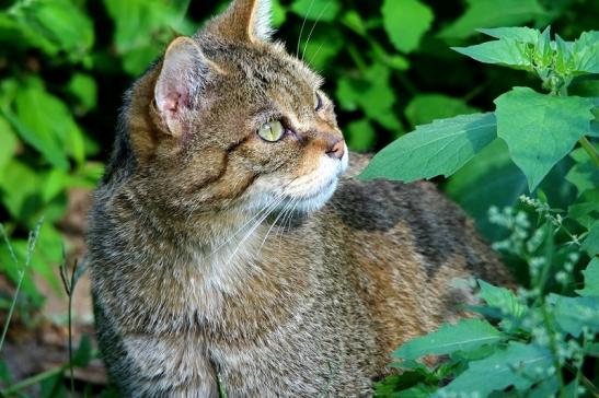 Europäische Wildkatze - Felis silvestris silvestris Wildpark Alte Fasanerie Klein Auheim 2015