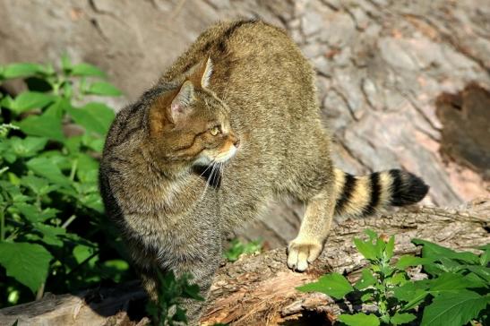 Europäische Wildkatze - Felis silvestris silvestris Wildpark Alte Fasanerie Klein Auheim 2015