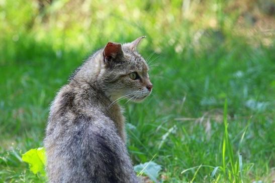 Europäische Wildkatze - Felis silvestris silvestris Wildpark Alte Fasnerie Klein Auheim 2021