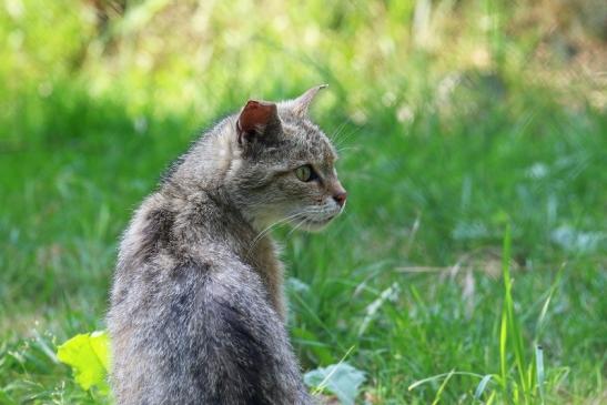 Europäische Wildkatze - Felis silvestris silvestris Wildpark Alte Fasnerie Klein Auheim 2021