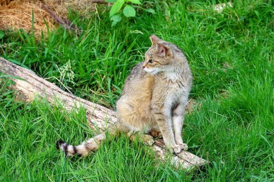 Europäische Wildkatze - Felis silvestris silvestris Wildpark Alte Fasnerie Klein Auheim 2021