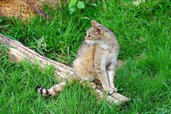 Wildkatze Wildpark Alte Fasanerie Klein Auheim 2021