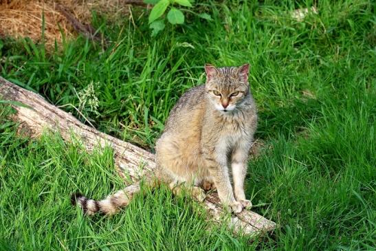 Europäische Wildkatze - Felis silvestris silvestris Wildpark Alte Fasnerie Klein Auheim 2021