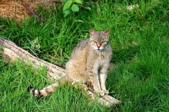 Europäische Wildkatze - Felis silvestris silvestris Wildpark Alte Fasnerie Klein Auheim 2021