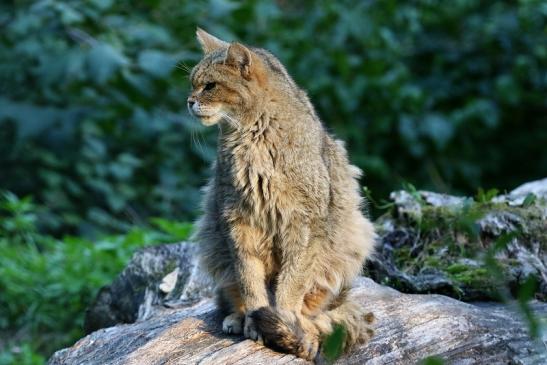 Europäische Wildkatze Wildpark Alte Fasanerie Klein Auheim 2022