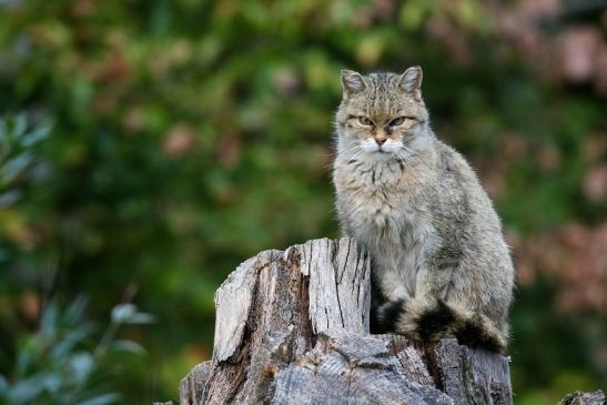 Europäische Wildkatze Wildpark Alte Fasanerie Klein Auheim 2022