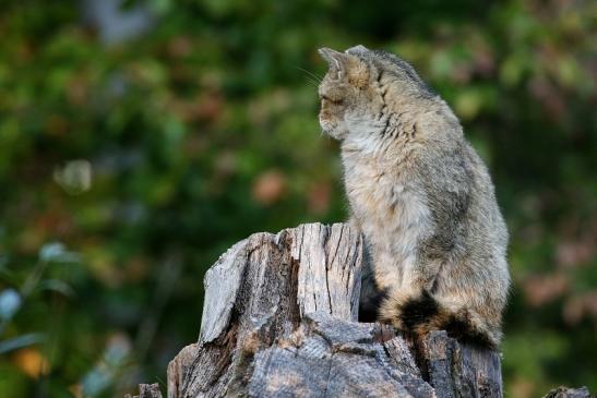 Europäische Wildkatze Wildpark Alte Fasanerie Klein Auheim 2022