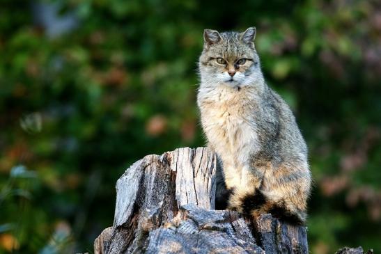Europäische Wildkatze Wildpark Alte Fasanerie Klein Auheim 2022