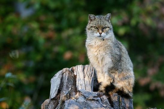 Europäische Wildkatze Wildpark Alte Fasanerie Klein Auheim 2022