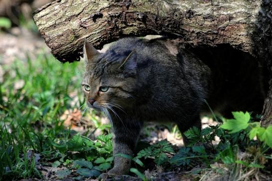 Europäische Wildkatze - Felis silvestris silvestris Wildpark Wiesbaden 2015