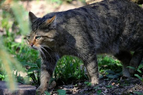 Europäische Wildkatze - Felis silvestris silvestris Wildpark Wiesbaden 2015