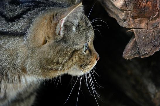 Europäische Wildkatze - Felis silvestris silvestris Wildpark Wiesbaden 2015