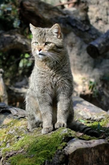 Europäische Wildkatze - Felis silvestris silvestris Wildpark Wiesbaden 2015