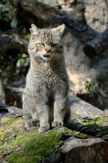 Europäische Wildkatze - Felis silvestris silvestris Wildpark Wiesbaden 2015