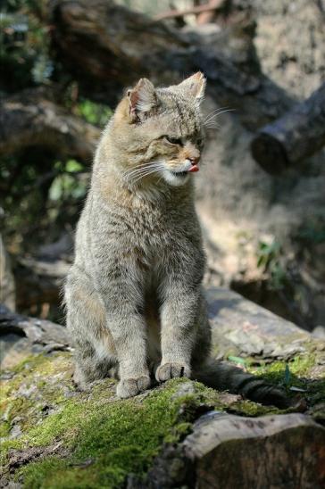 Europäische Wildkatze - Felis silvestris silvestris Wildpark Wiesbaden 2015