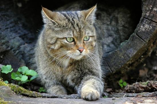 Europäische Wildkatze - Felis silvestris silvestris Wildpark Wiesbaden 2015