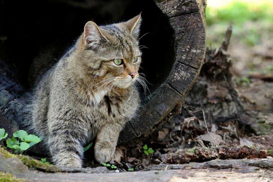 Europäische Wildkatze - Felis silvestris silvestris Wildpark Wiesbaden 2015