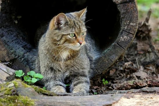 Europäische Wildkatze - Felis silvestris silvestris Wildpark Wiesbaden 2015