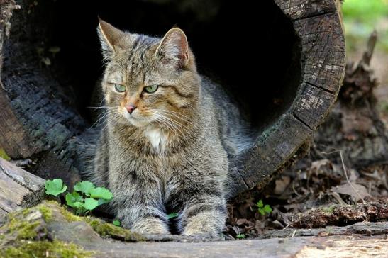 Europäische Wildkatze - Felis silvestris silvestris Wildpark Wiesbaden 2015