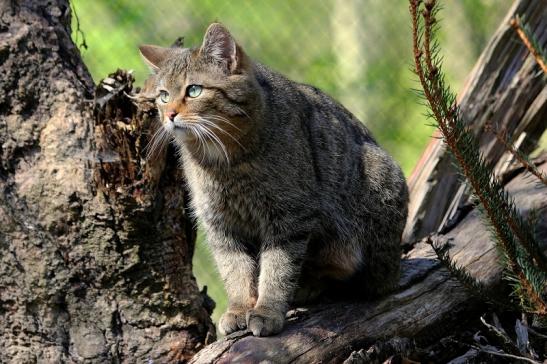 Europäische Wildkatze - Felis silvestris silvestris Wildpark Wiesbaden 2015