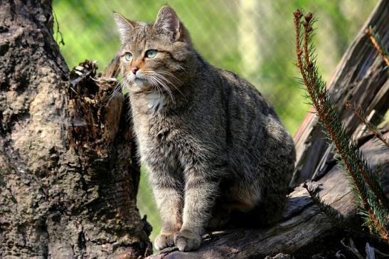 Europäische Wildkatze - Felis silvestris silvestris Wildpark Wiesbaden 2015