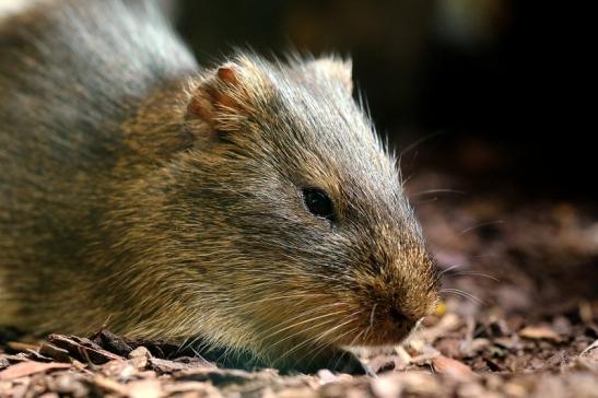 Wildmeerschweinchen Zoo frankfurt am Main 2017