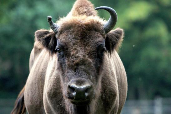 Wisent Wildpark Alte Fasanerie Klein Auheim 2013