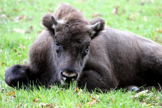 Wisent Wildpark Alte Fasanerie Klein Auheim 2013