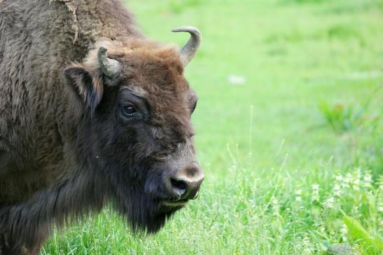 Wisent Wildpark Alte Fasanerie Klein Auheim 2013