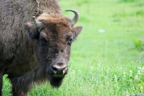 Wisent Wildpark Alte Fasanerie Klein Auheim 2013