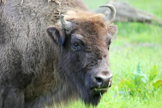 Wisent Wildpark Alte Fasanerie Klein Auheim 2013