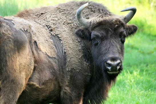 Wisent Wildpark Alte Fasanerie Klein Auheim 2013