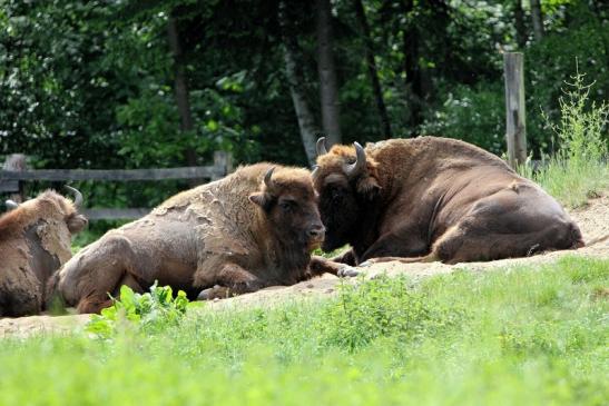 Wisent Wildpark Alte Fasanerie Klein Auheim 2013