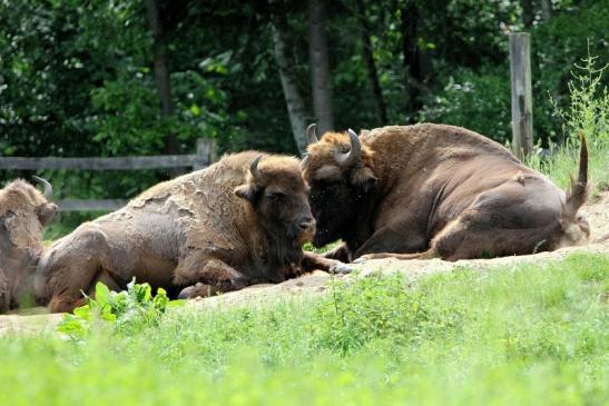 Wisent Wildpark Alte Fasanerie Klein Auheim 2013