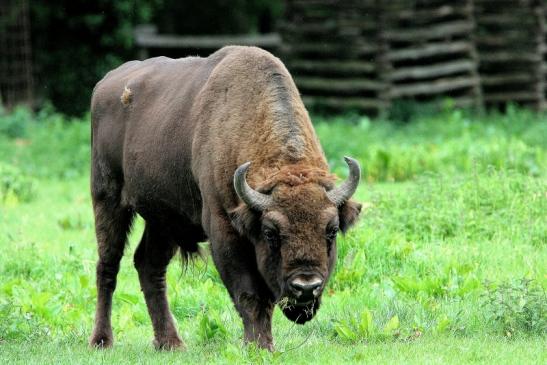 Wisent Bulle Wildpark Alte Fasanerie Klein Auheim 2013