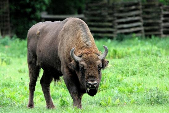 Wisent Bulle Wildpark Alte Fasanerie Klein Auheim 2013