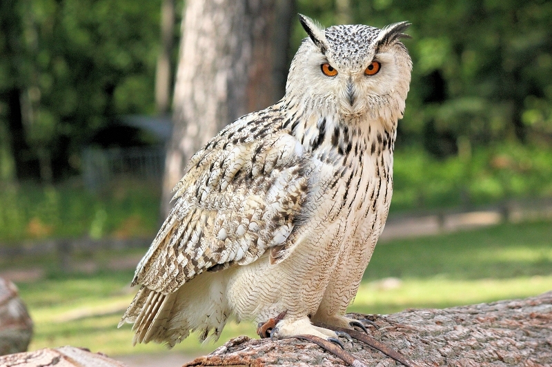Foto des Monats Januar 2025 Sibirischer Uhu Falknerei WP Alte Fasanerie Klein Auheim