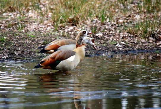 Nilgans - Wildpark Alte Fasanerie Klein Auheim 2016