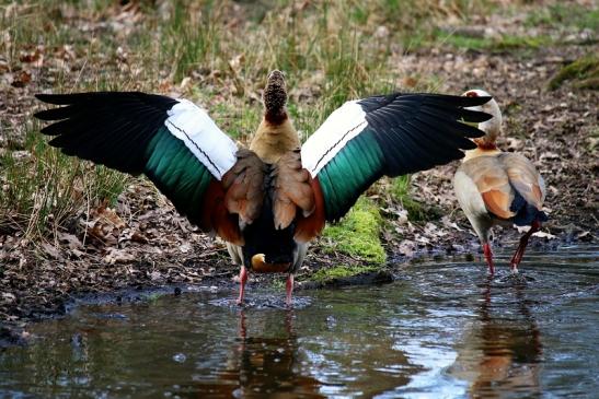 Nilgans - Wildpark Alte Fasanerie Klein Auheim 2016