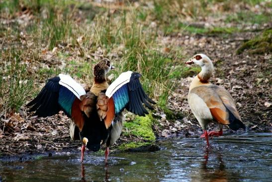 Nilgans - Wildpark Alte Fasanerie Klein Auheim 2016