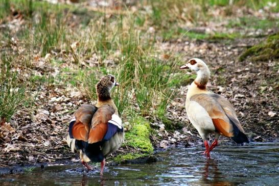 Nilgans - Wildpark Alte Fasanerie Klein Auheim 2016