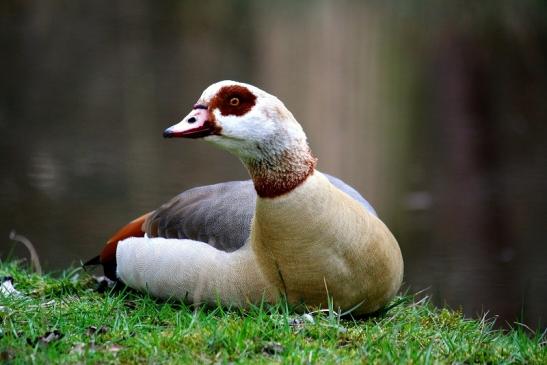 Nilgans - Wildpark Alte Fasanerie Klein Auheim 2016