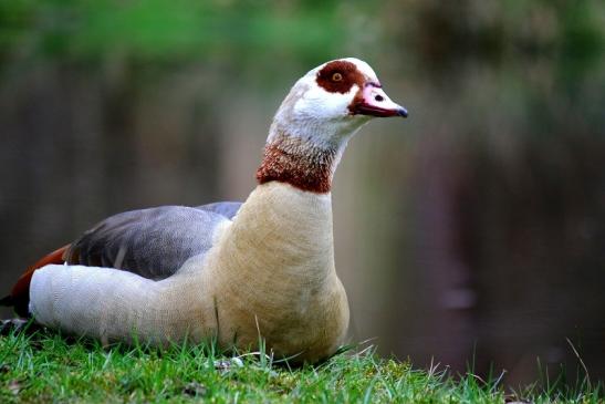 Nilgans - Wildpark Alte Fasanerie Klein Auheim 2016