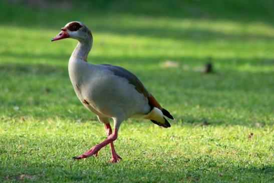 Nilgans - Wildpark Alte Fasanerie Klein Auheim 2016